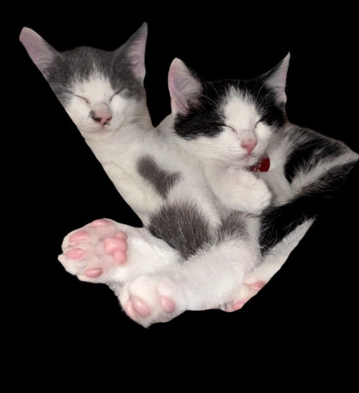 Kittens 11 weken, Meerdere dieren, Kortharig, 0 tot 2 jaar