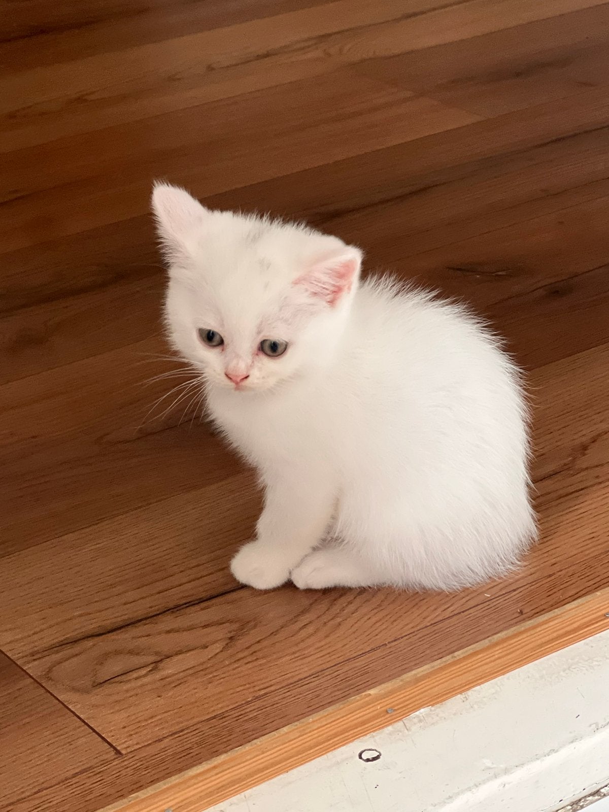 Britse/Angora kitten, Dieren en Toebehoren, Katten en Kittens | Overige Katten, Poes