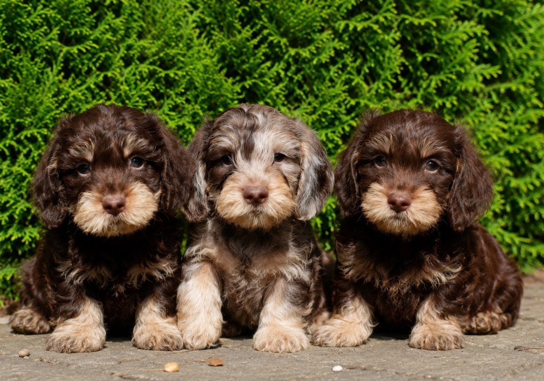 Ruwhaar x langhaar teckel pups, Parvo, Standaard, Nederland, 8 tot 15 weken