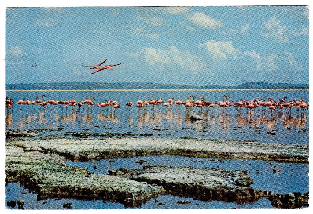 B26220 Ned. Antillen, Bonaire, flamingos, Ophalen of Verzenden, 1960 tot 1980, Gelopen, Buiten Europa
