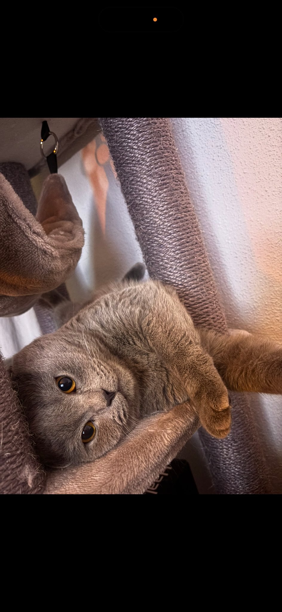 Lieve Britse Korthaar Milo zoekt een gouden mandje, Kater, Kortharig, 3 tot 5 jaar