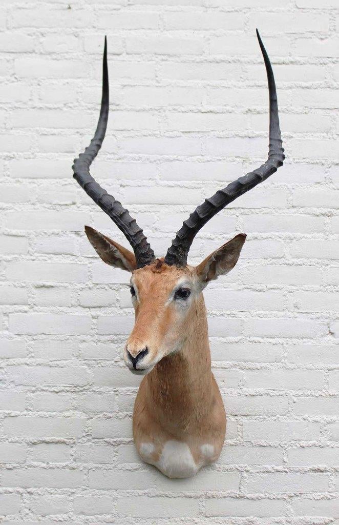 Grote opgezette KOP IMPALA antilope (gewei - ref. C), Ophalen, Gebruikt, Wild dier, Opgezet dier