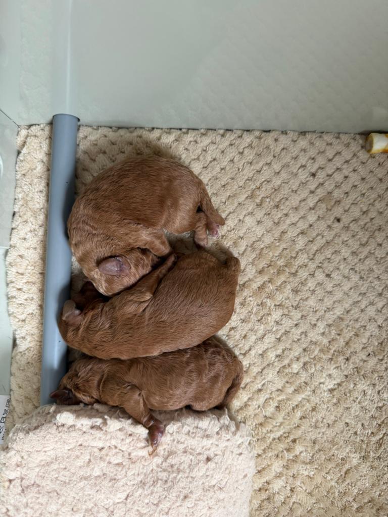 Toy poedel pups, Parvo, Reu, 8 tot 15 weken, Meerdere