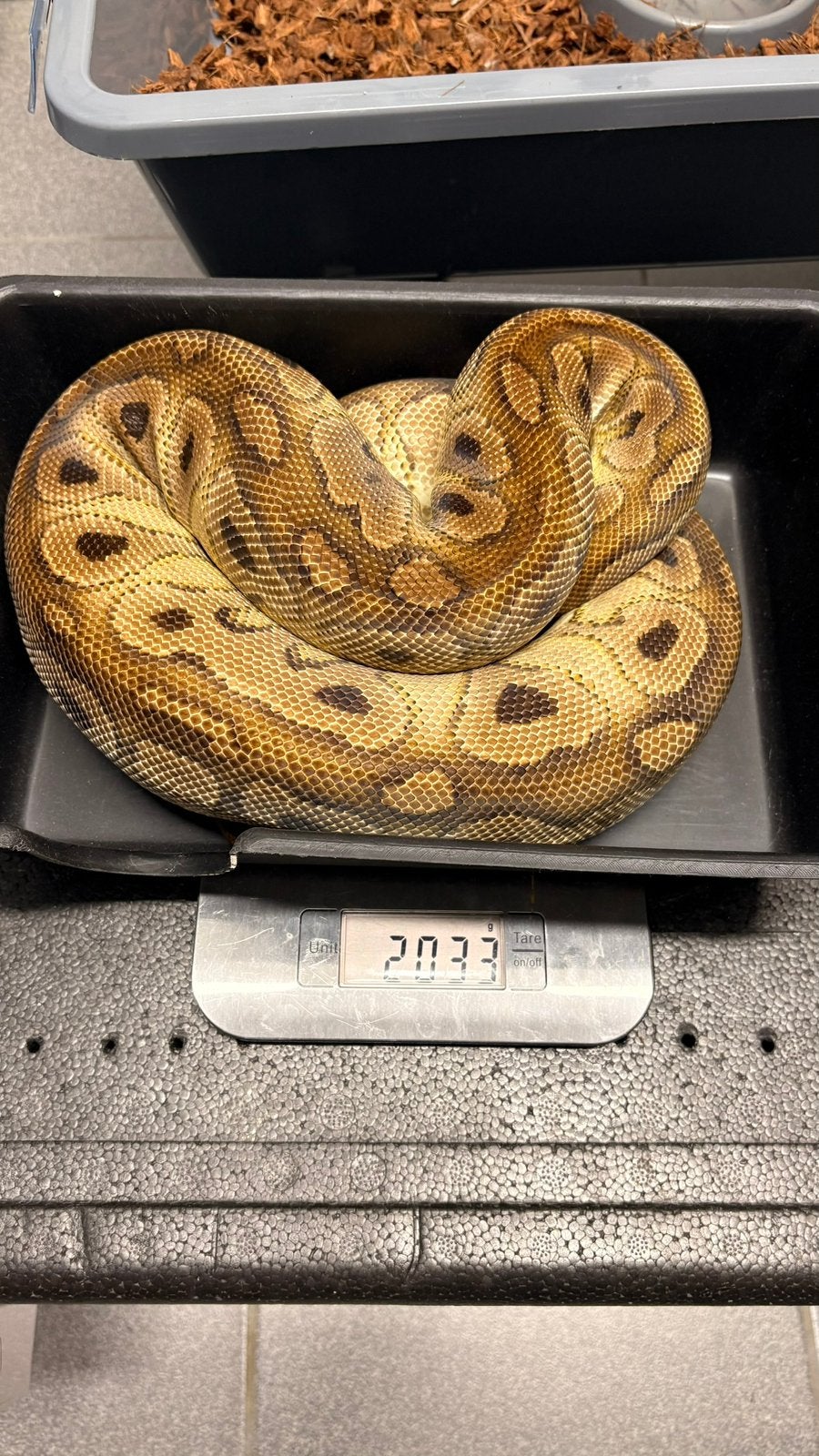 Black pastel clown vall python, Slang