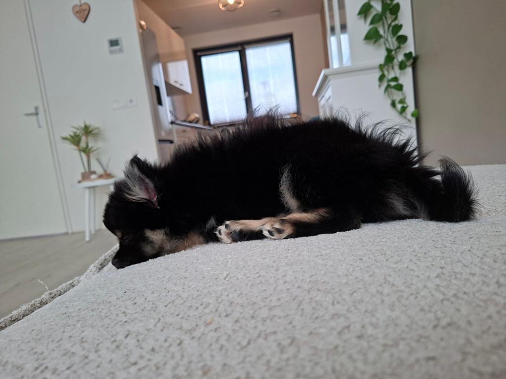Pomchi pup Reu 11 weken, Dieren en Toebehoren, Honden | Chihuahua's en Gezelschapshonden, 8 tot 15 weken, Eén hond, Nederland
