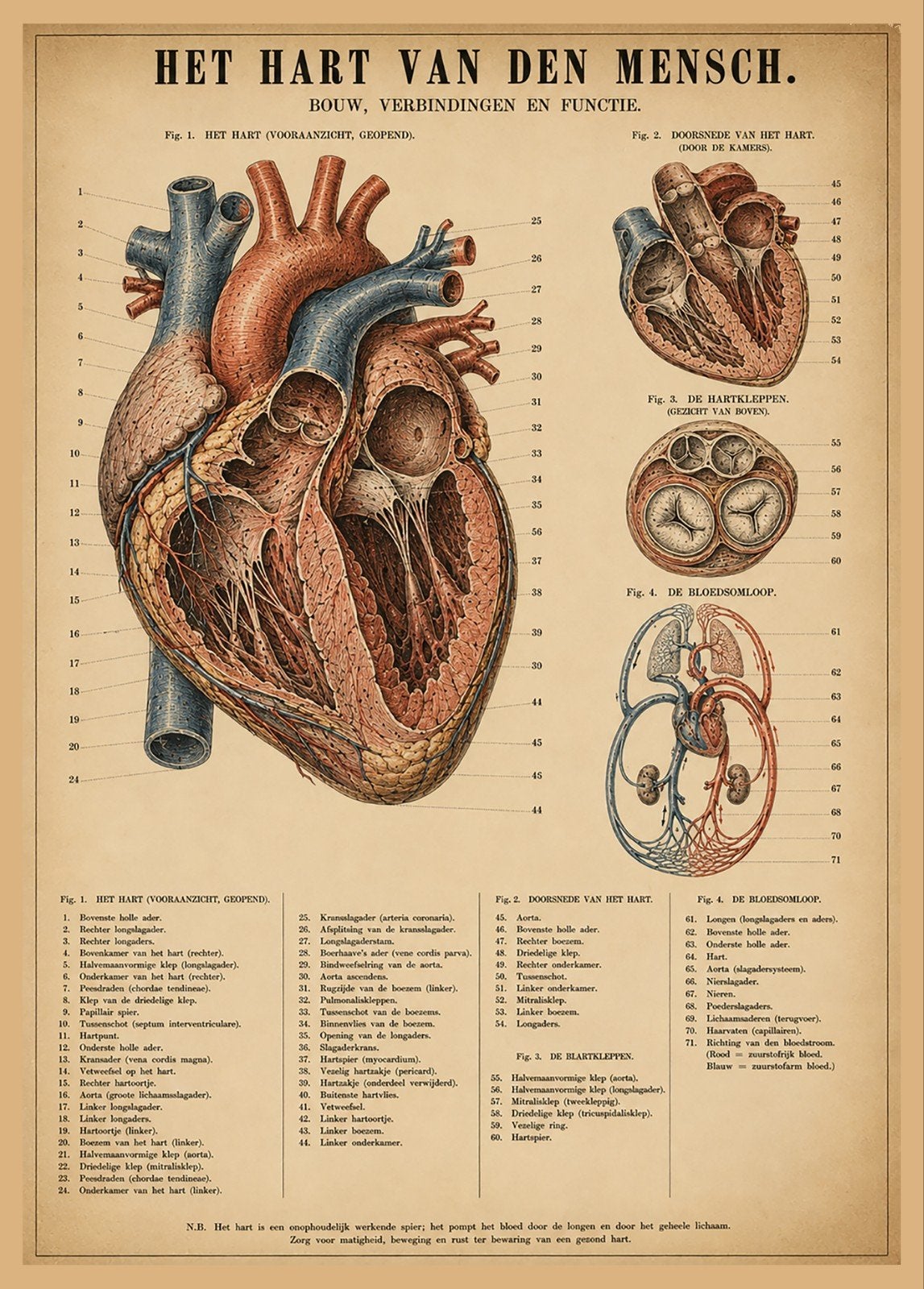 Vintage Anatomie Poster: Het Hart van de Mensch, Verzamelen, Posters, Ophalen of Verzenden, A1 t/m A3, Overige onderwerpen, Rechthoekig Staand