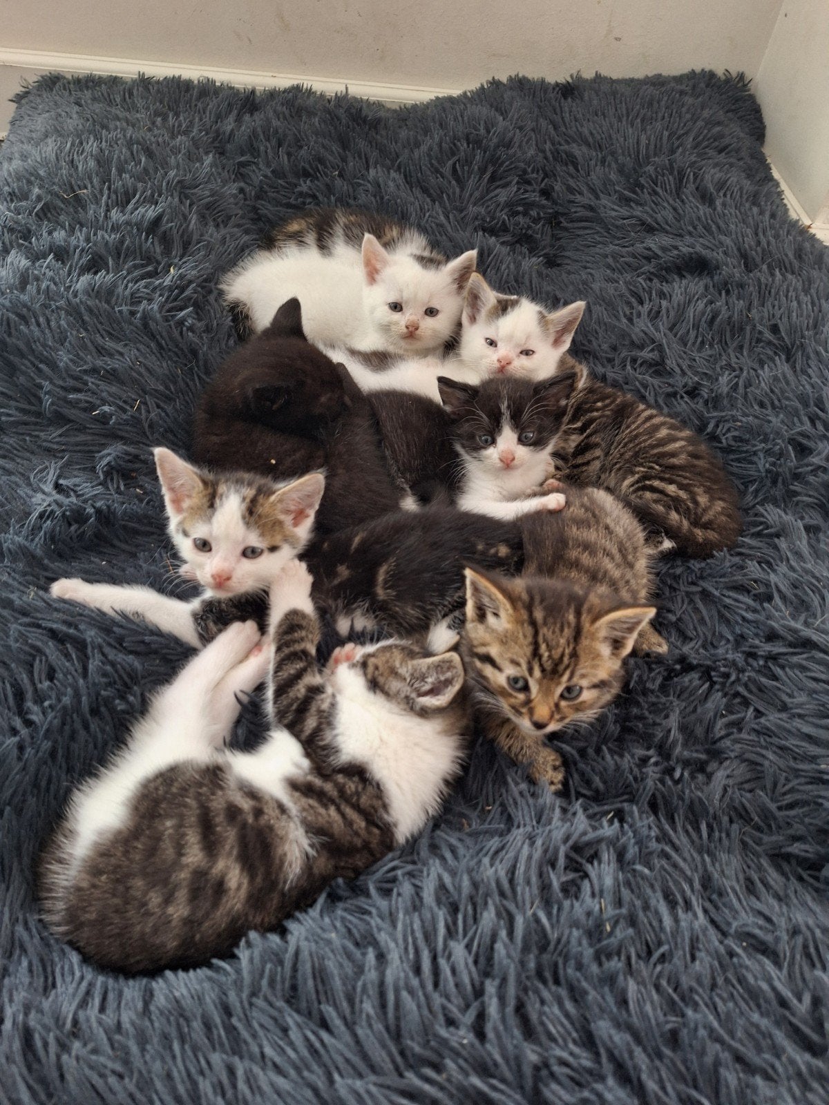 Geboren op moederdag! Nu nog 8 lieve kittens te koop!, Meerdere dieren
