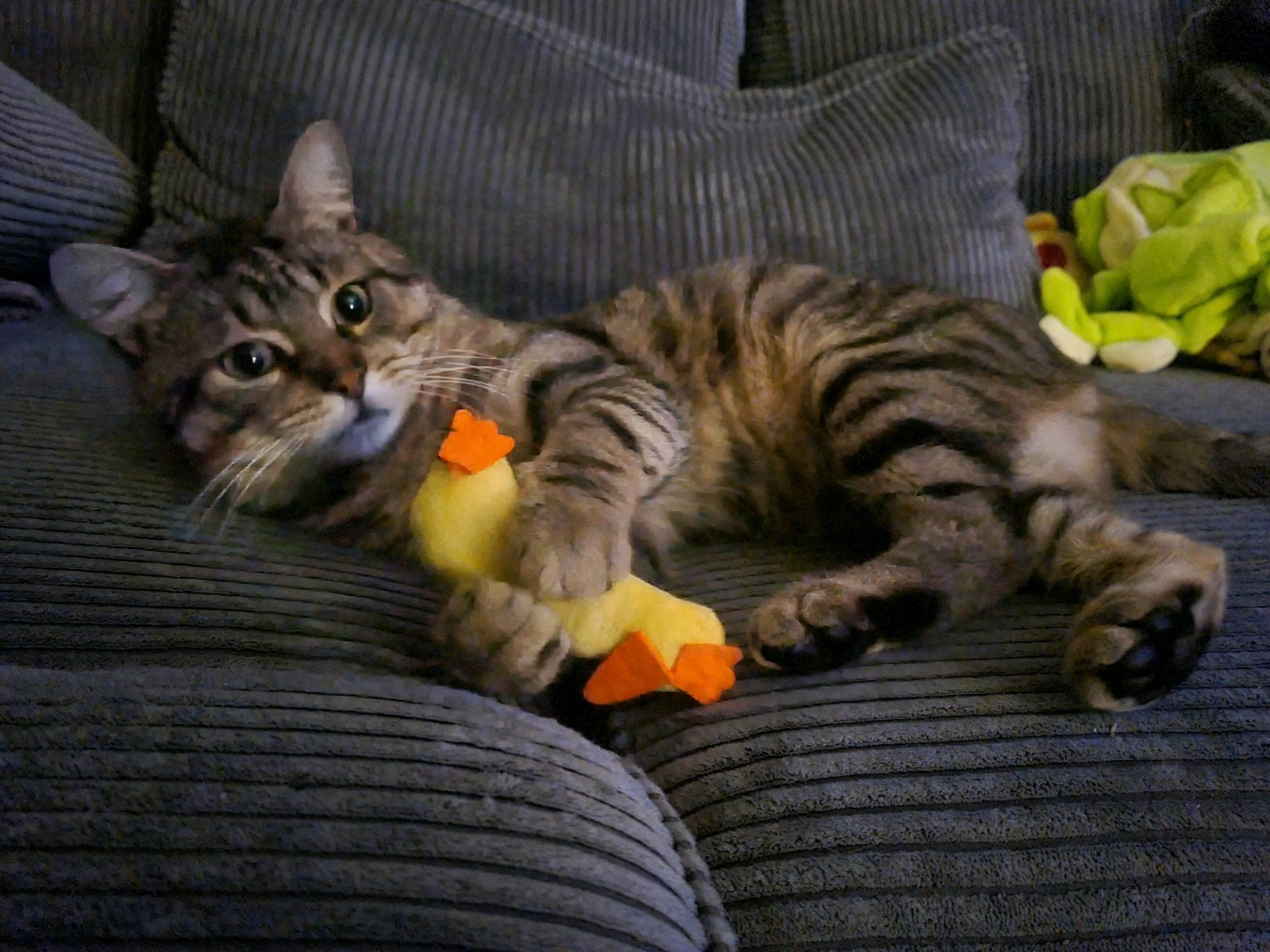 Muisje zoekt een huisje (gouden mandje), Dieren en Toebehoren, Kater, Kortharig, 0 tot 2 jaar
