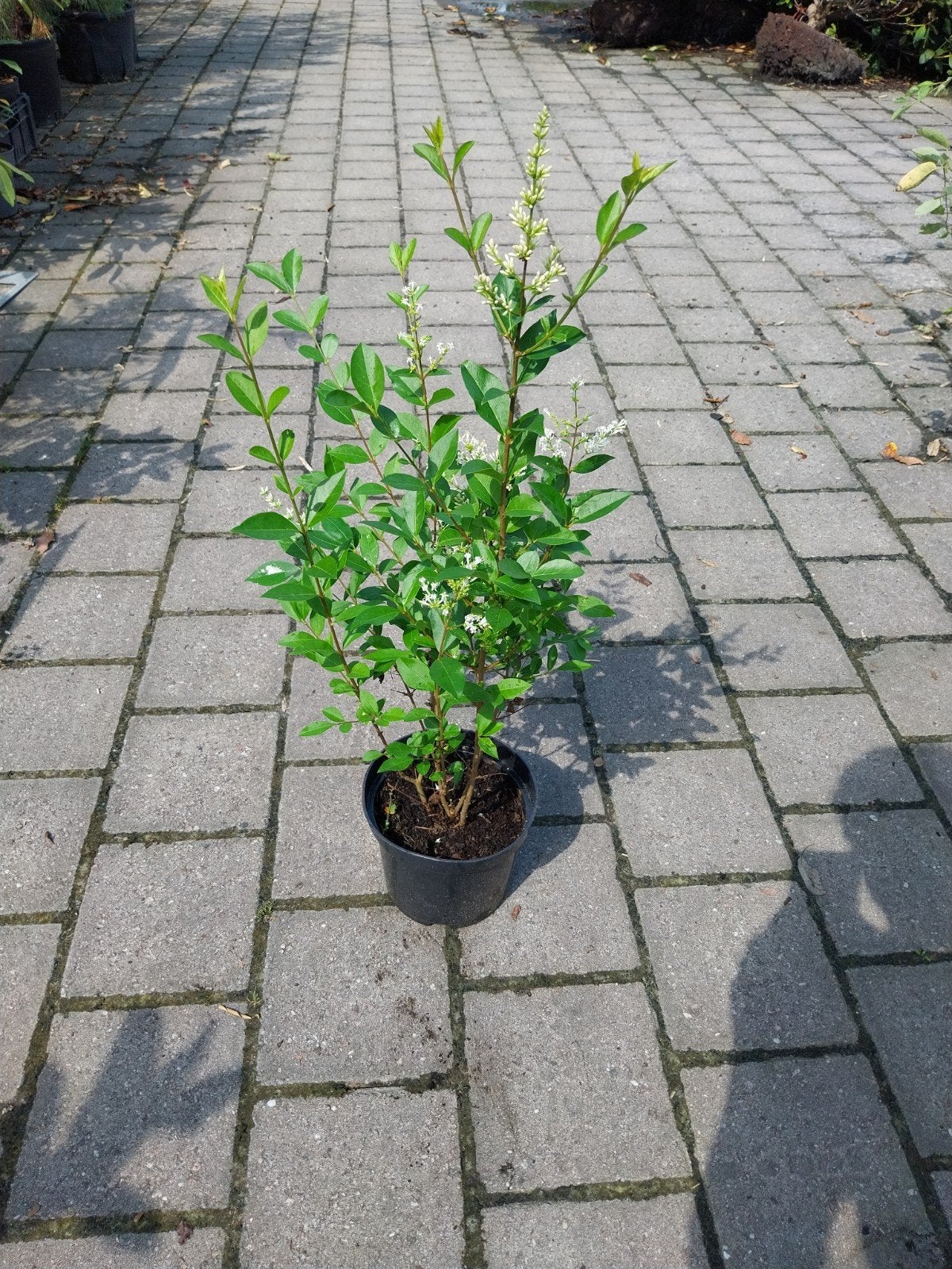 Liguster Ovalifolium - Groenblijvende Haagplant, Volle zon, Vaste plant, Zomer, Ophalen
