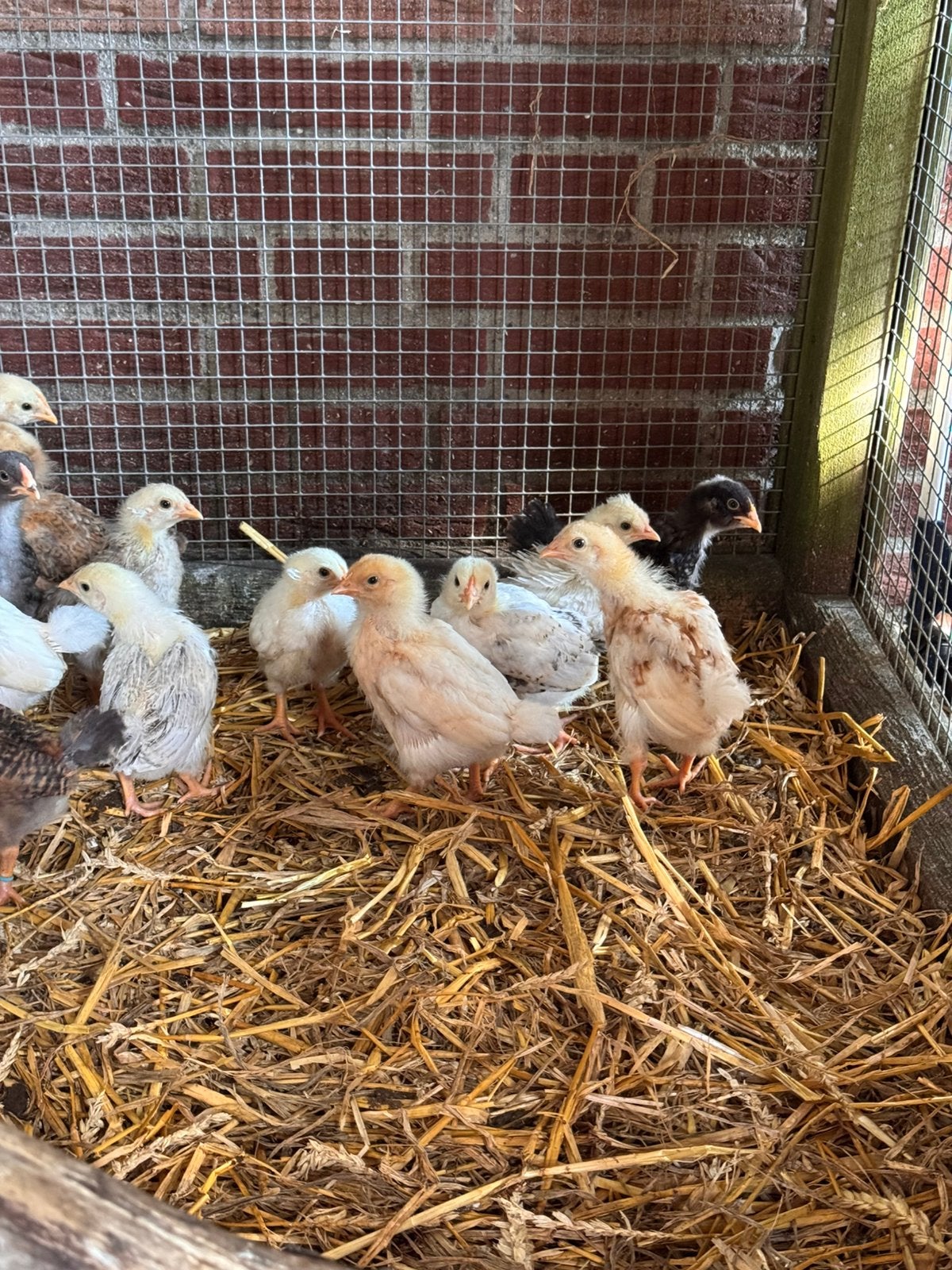 Kuikens te koop!, Dieren en Toebehoren, Pluimvee, Kip, Geslacht onbekend
