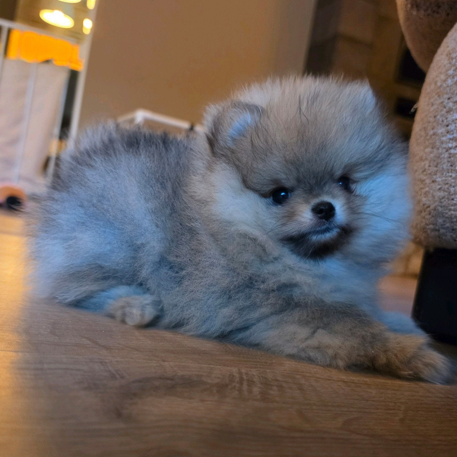 Pomeranian pomeriaan dwergkees pup, Parvo, Keeshond, Reu, 8 tot 15 weken