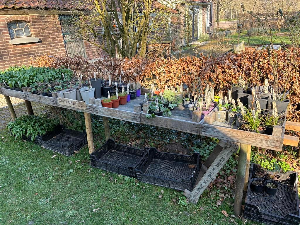 Inheemse planten / moes- en kruidentuin, Ophalen, Vaste plant, Overige soorten, Volle zon