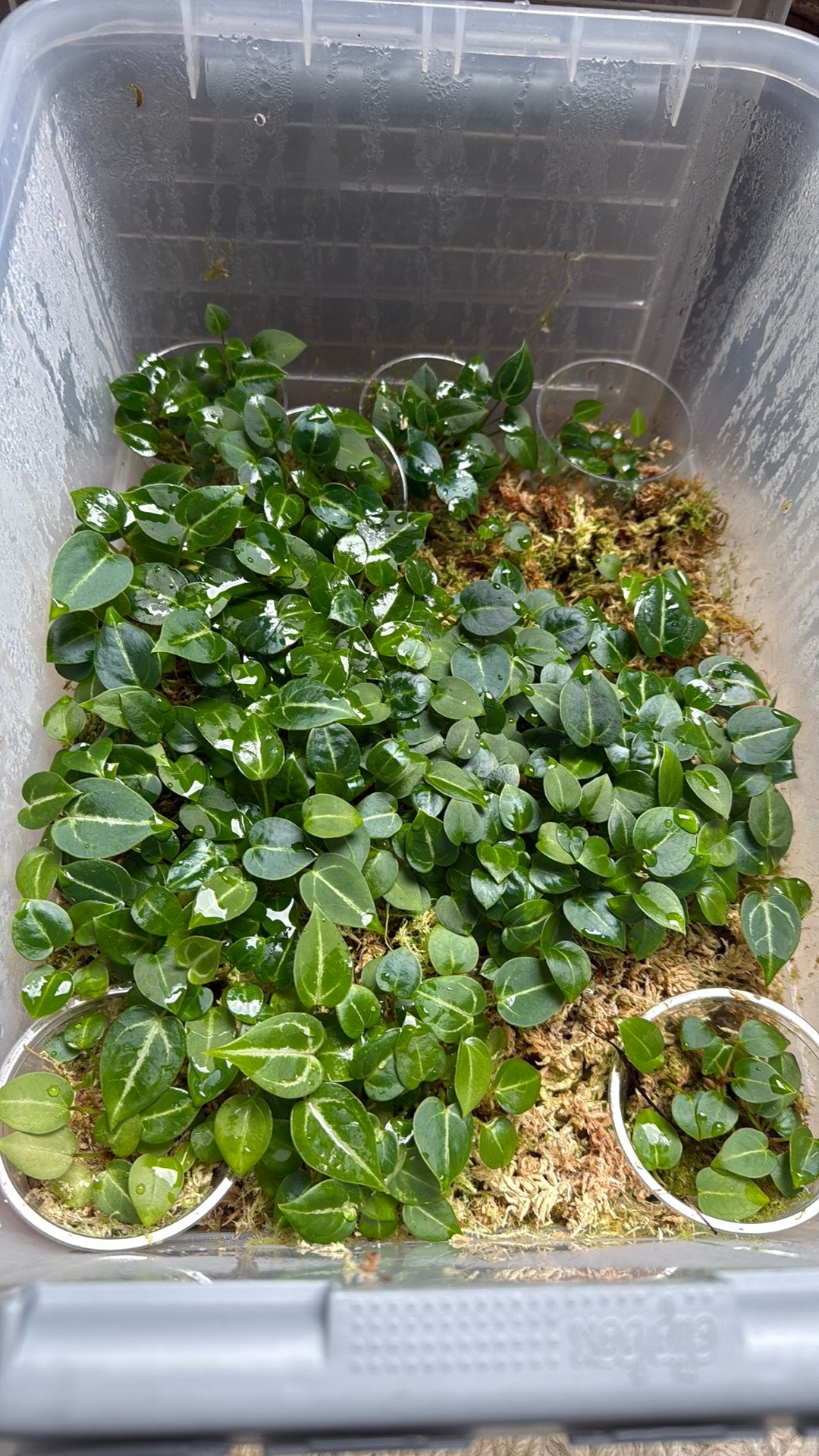 Anthurium Clarinervium X, Ophalen, Halfschaduw, Minder dan 100 cm