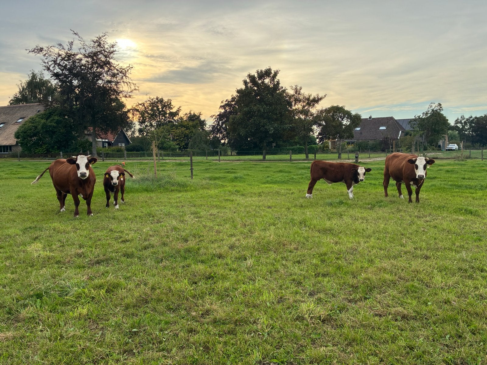 Blaarkop koe, en twee blaarkop stierkafjes, Dieren en Toebehoren, Meerdere dieren