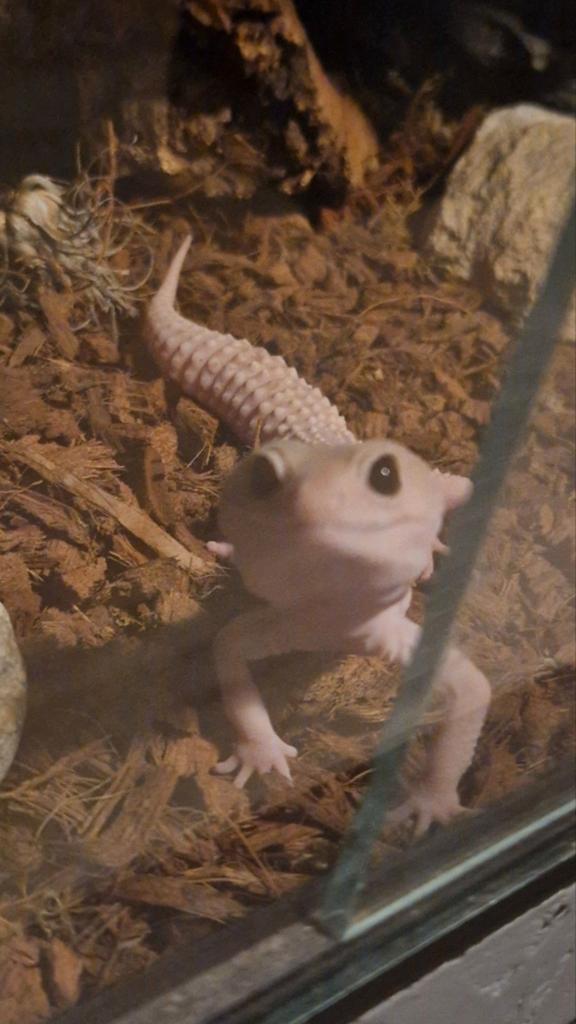 Luipaardgekko man diablo blanco, Hagedis, 0 tot 2 jaar