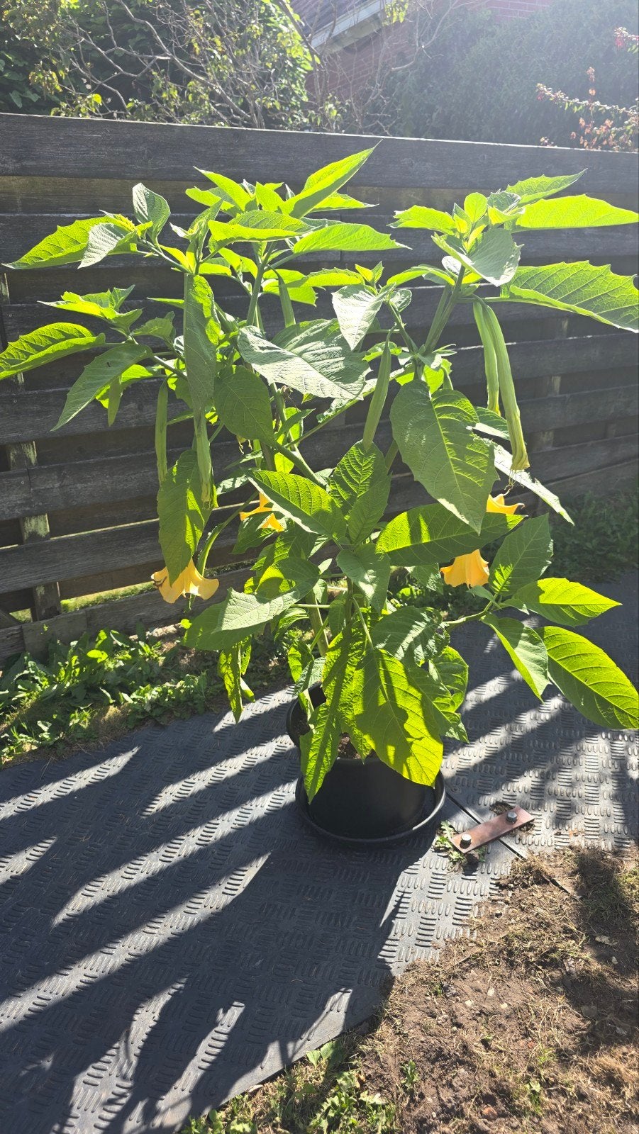 Grote Brugmansia / Engelentrompet met geel oranje bloemen, Volle zon, Vaste plant, Zomer, Ophalen