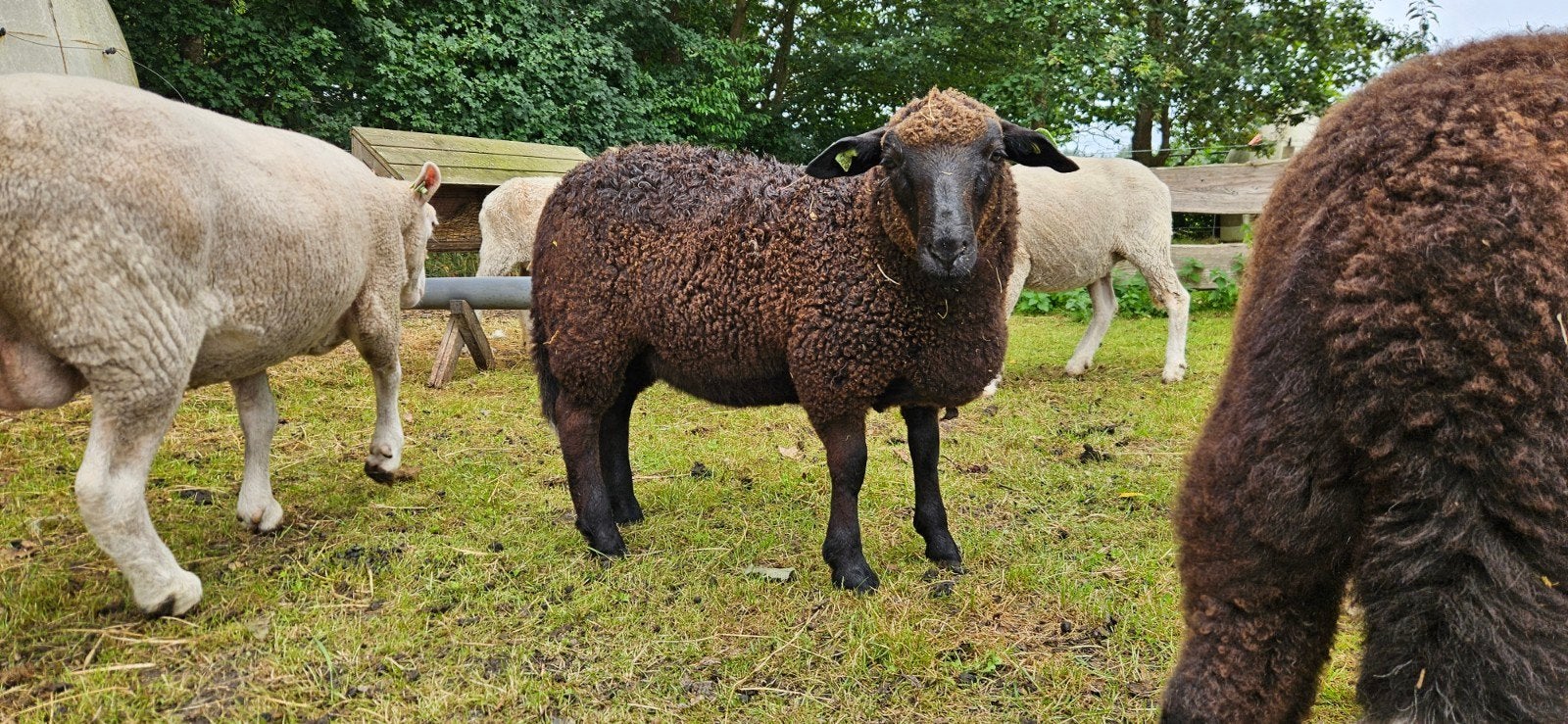 Ooilammeren, 2x Devon and Cornwall x Dorper, Vrouwelijk, Schaap, 0 tot 2 jaar