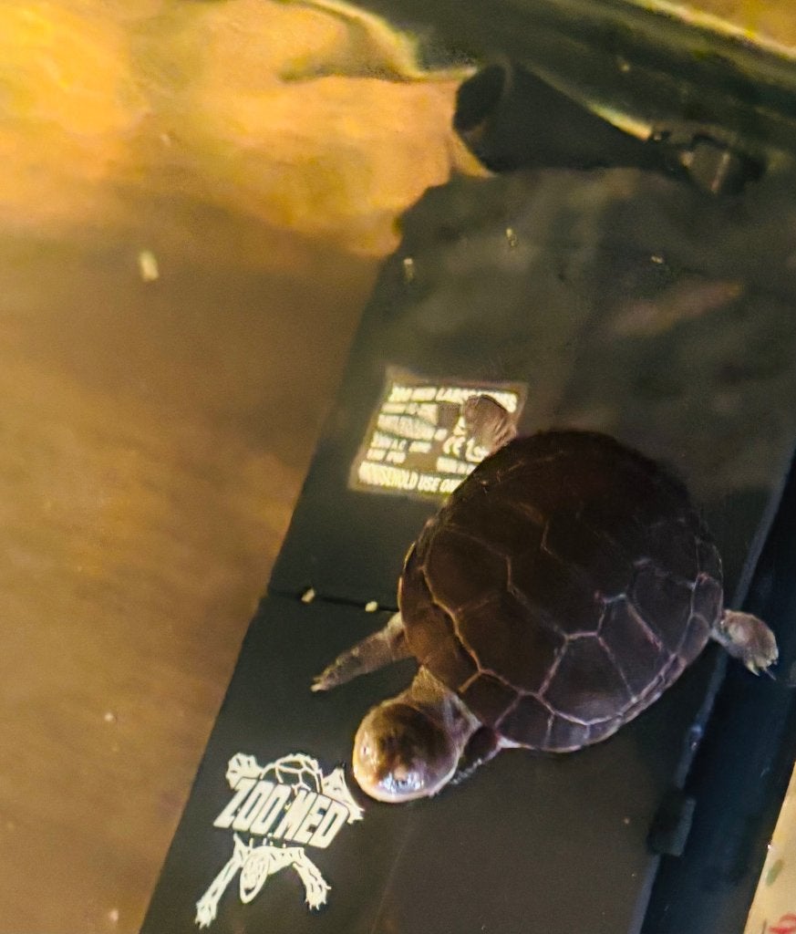 Afrikaanse moerasschildpad Tortoise photo 2