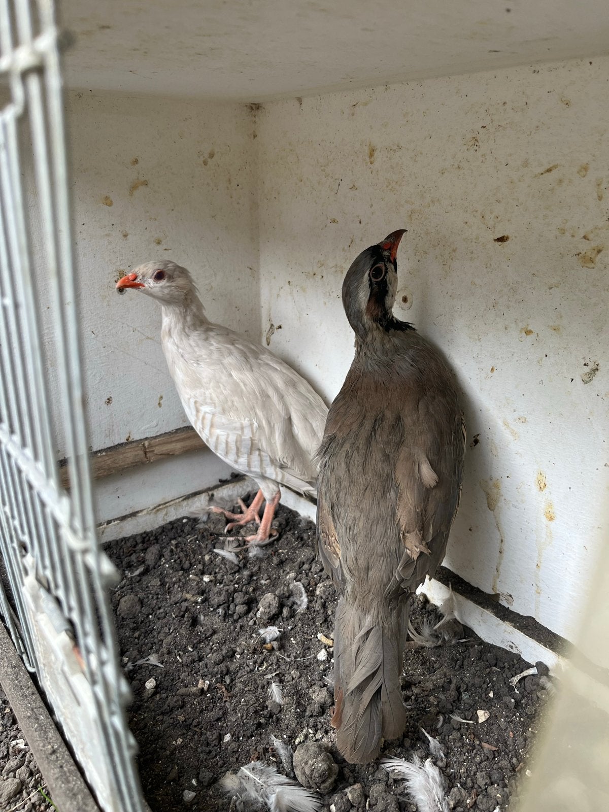 Chukar patrijs keklik, Mannelijk, Wildzangvogel