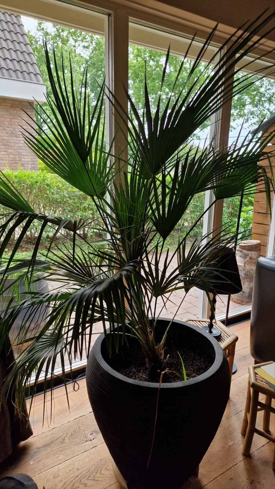 Grote palm in pot - perfect voor binnen, Ophalen, 100 tot 150 cm, Palm, Halfschaduw