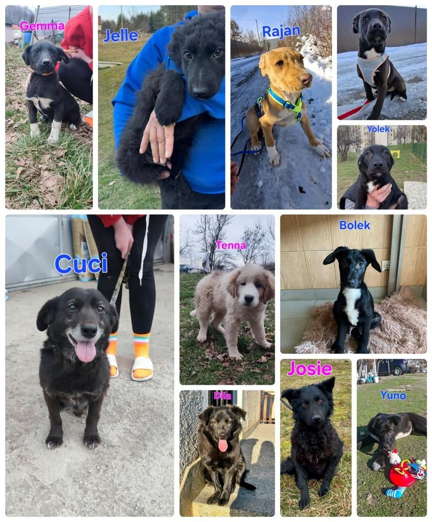 Spoed opvanggezinnen gezocht!, Dieren en Toebehoren, Honden | Niet-rashonden, Particulier, 15 weken tot 1 jaar, Buitenland, Parvo