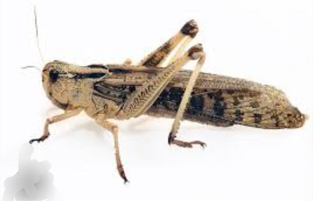 Zomeractie bakje Sprinkhanen nu voor €1,25, Dieren en Toebehoren, Insecten en Spinnen