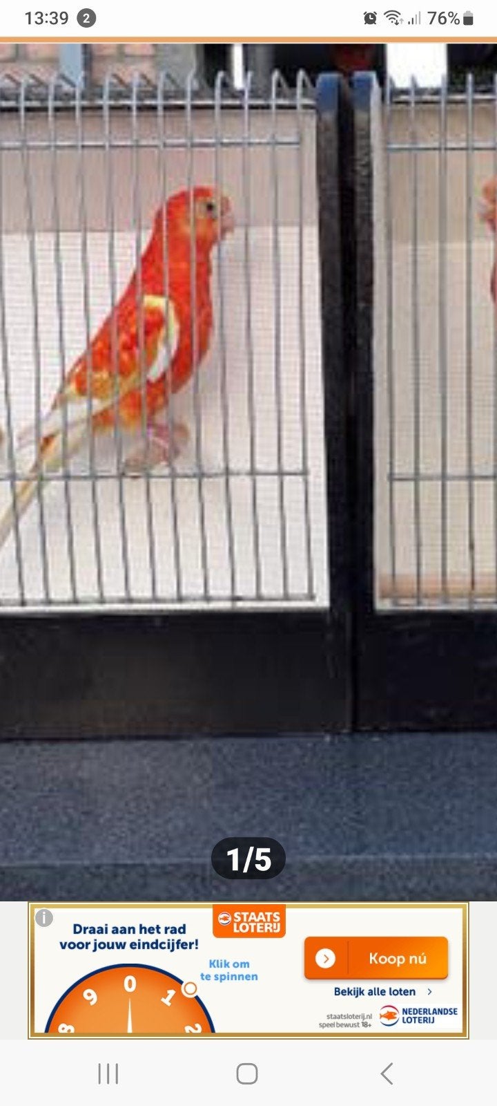 Gevraagd roodrug parkieten, Dieren en Toebehoren, Meerdere dieren, Zangkanarie