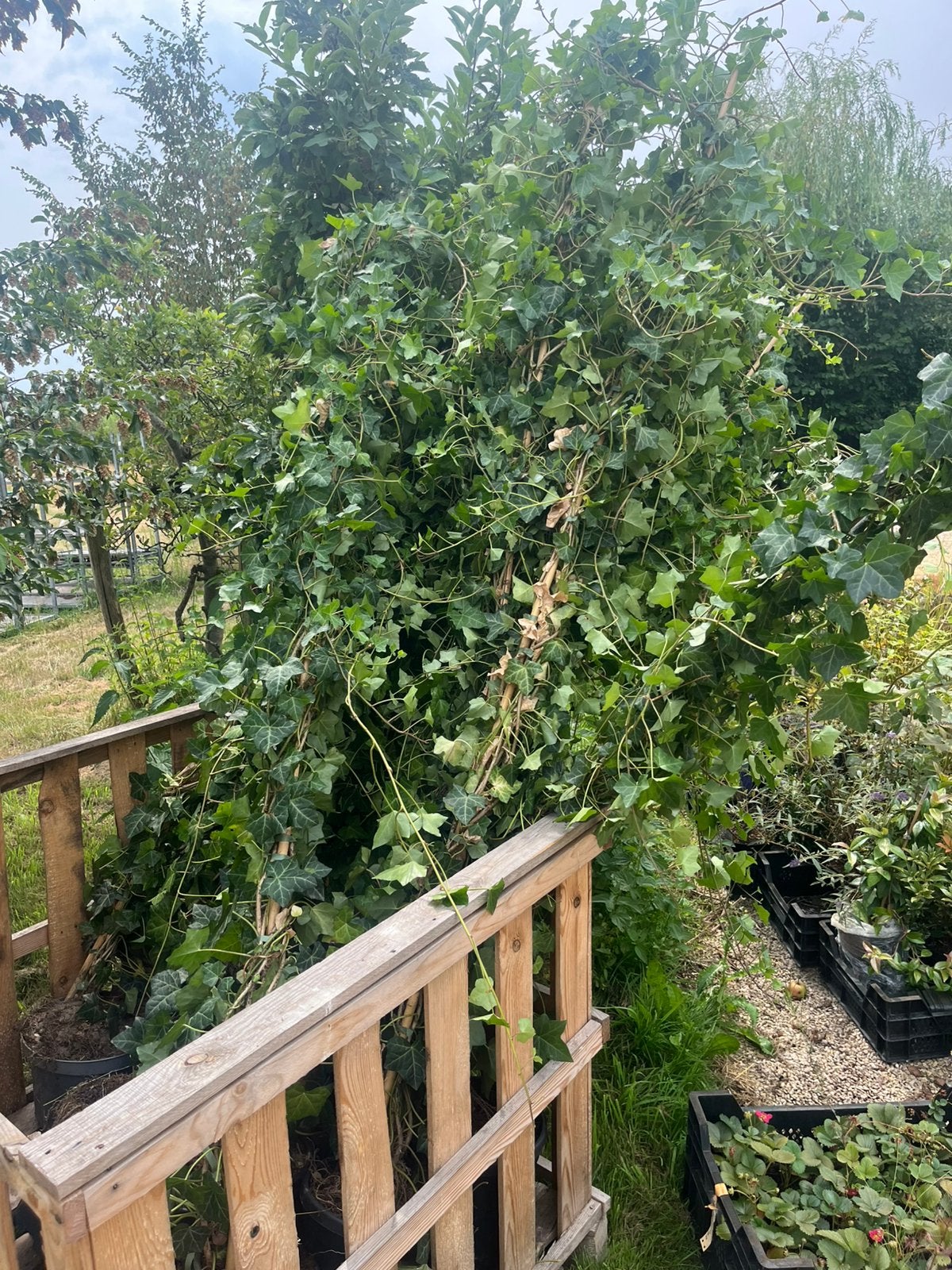 Grote goedkope hedera klimop klimplanten 350cm, Tuin en Terras, Overige soorten, Minder dan 100 cm, Ophalen, Volle zon