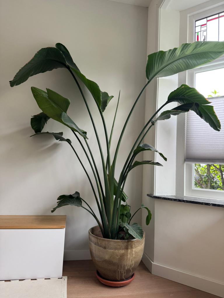 Strelizia XL 190 - 200 cm, Huis en Inrichting, Kamerplanten, Groene kamerplant, Ophalen, Volle zon, 150 tot 200 cm