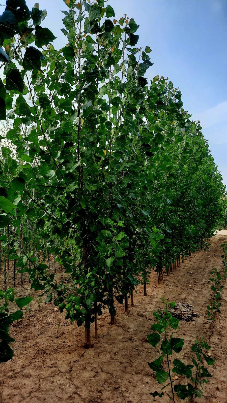 Populier Robusta (Populus canadensis 'Robusta')🌳, Tuin en Terras, Planten | Bomen, Ophalen