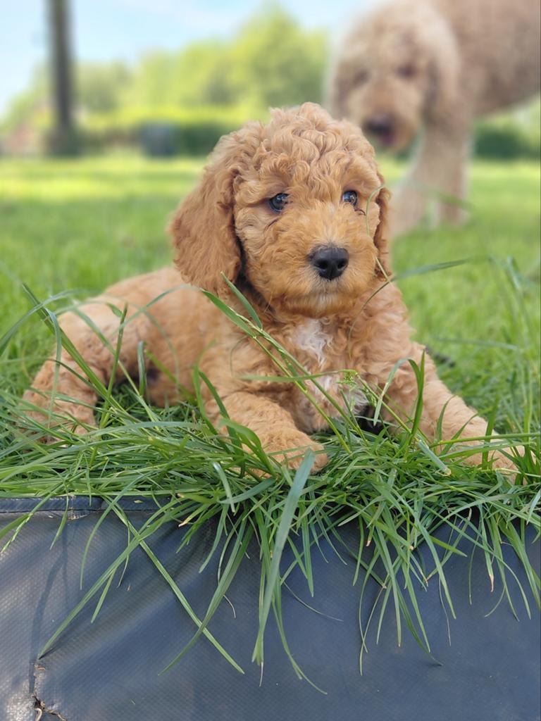 Super mooie sociale multigen labradoodle pups!, Dieren en Toebehoren, Honden | Retrievers, Spaniëls en Waterhonden, Overige rassen
