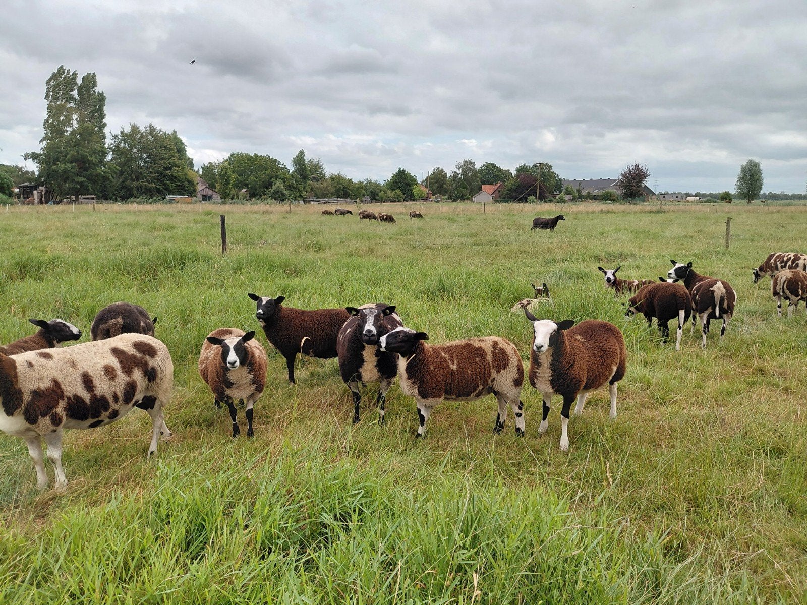 zwart bonte schapen, Dieren en Toebehoren, Vrouwelijk, Schaap