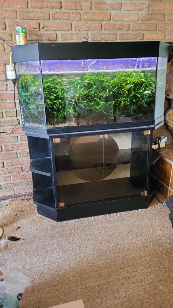 Aquarium, Ophalen of Verzenden, Gebruikt, Gevuld zoetwateraquarium