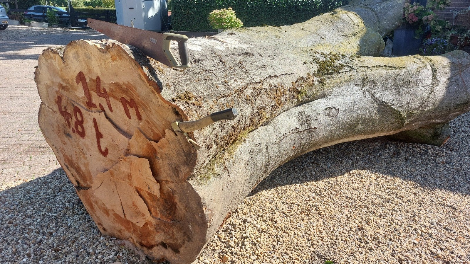 Grote beuken boomstam - Ideaal voor houtbewerking, Doe-het-zelf en Verbouw, Ophalen, Gebruikt, 200 tot 250 cm, 50 mm of meer