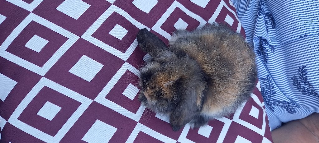 Jonge minilop s dwerg hangoortjes, Meerdere dieren, Dwerg, Hangoor, 0 tot 2 jaar