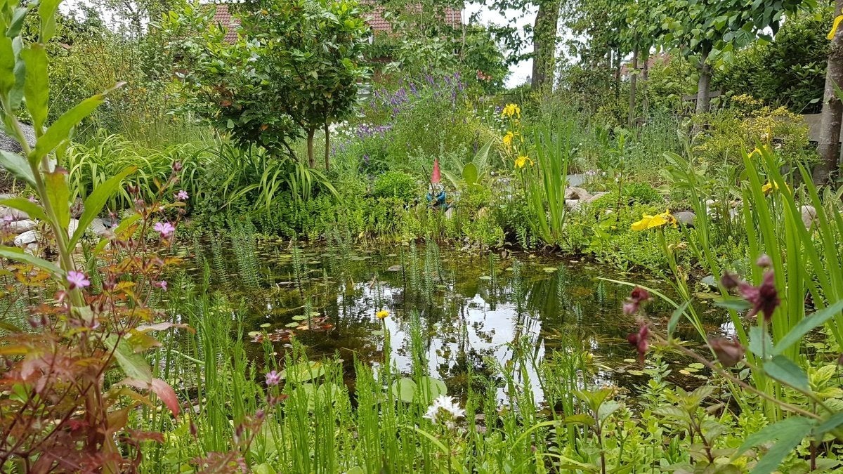 Goudvissen 20-30 stuks, Dieren en Toebehoren, Goudvis(sen)