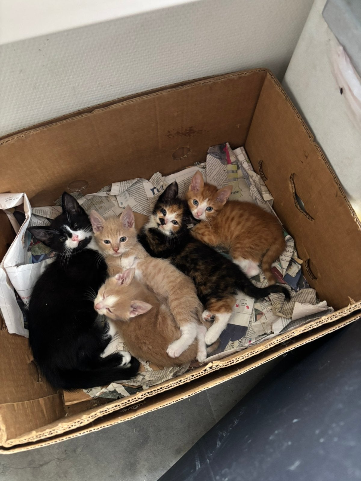 Lieve kittens, Meerdere dieren