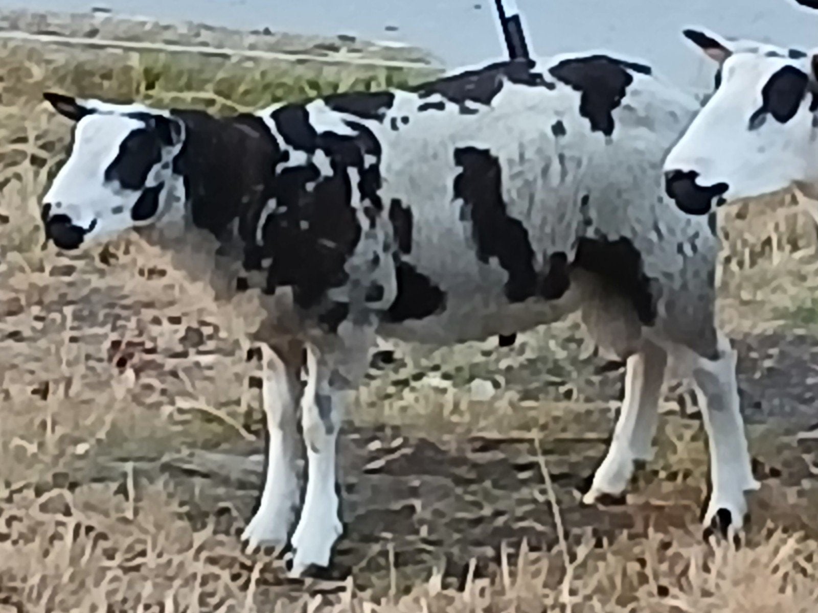 Bonte dekram, Mannelijk, Schaap, 0 tot 2 jaar