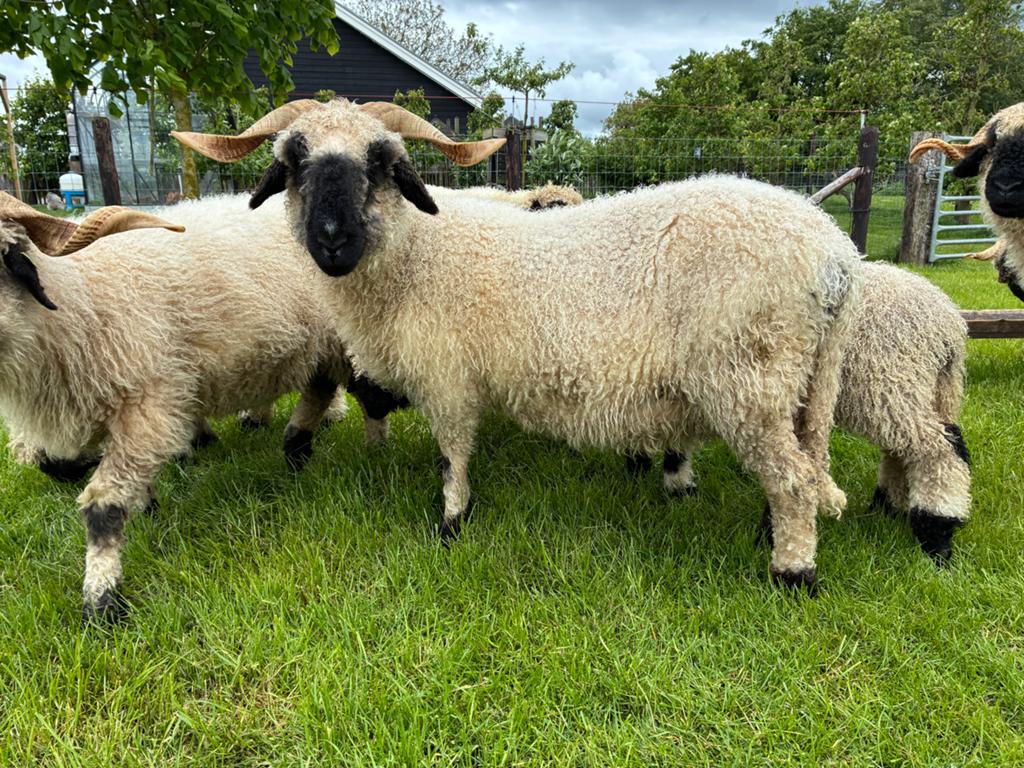 Walliser Schwarznase stamboek ooi., Dieren en Toebehoren, Schapen, Geiten en Varkens, Vrouwelijk, Schaap