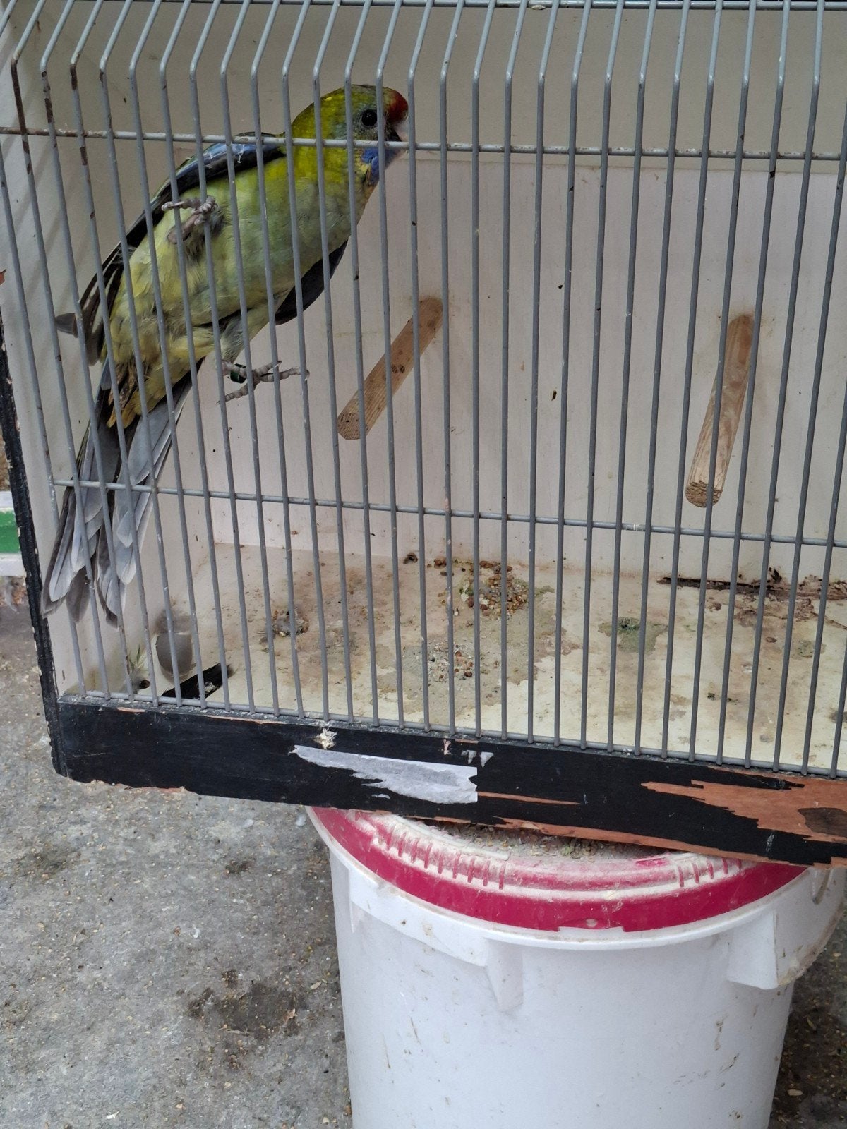 2 adelaide mannen, Dieren en Toebehoren, Vogels | Parkieten en Papegaaien