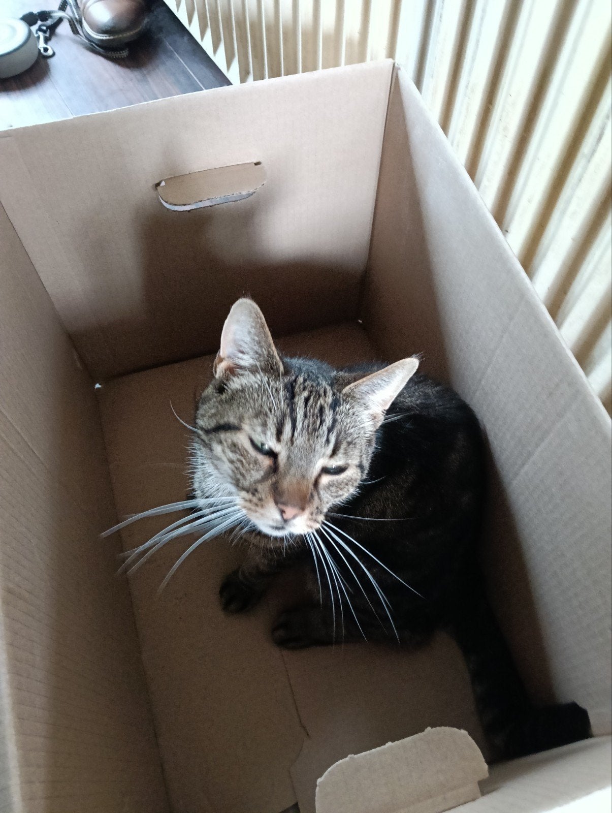Lieve katten zoeken dringend een nieuw huisje