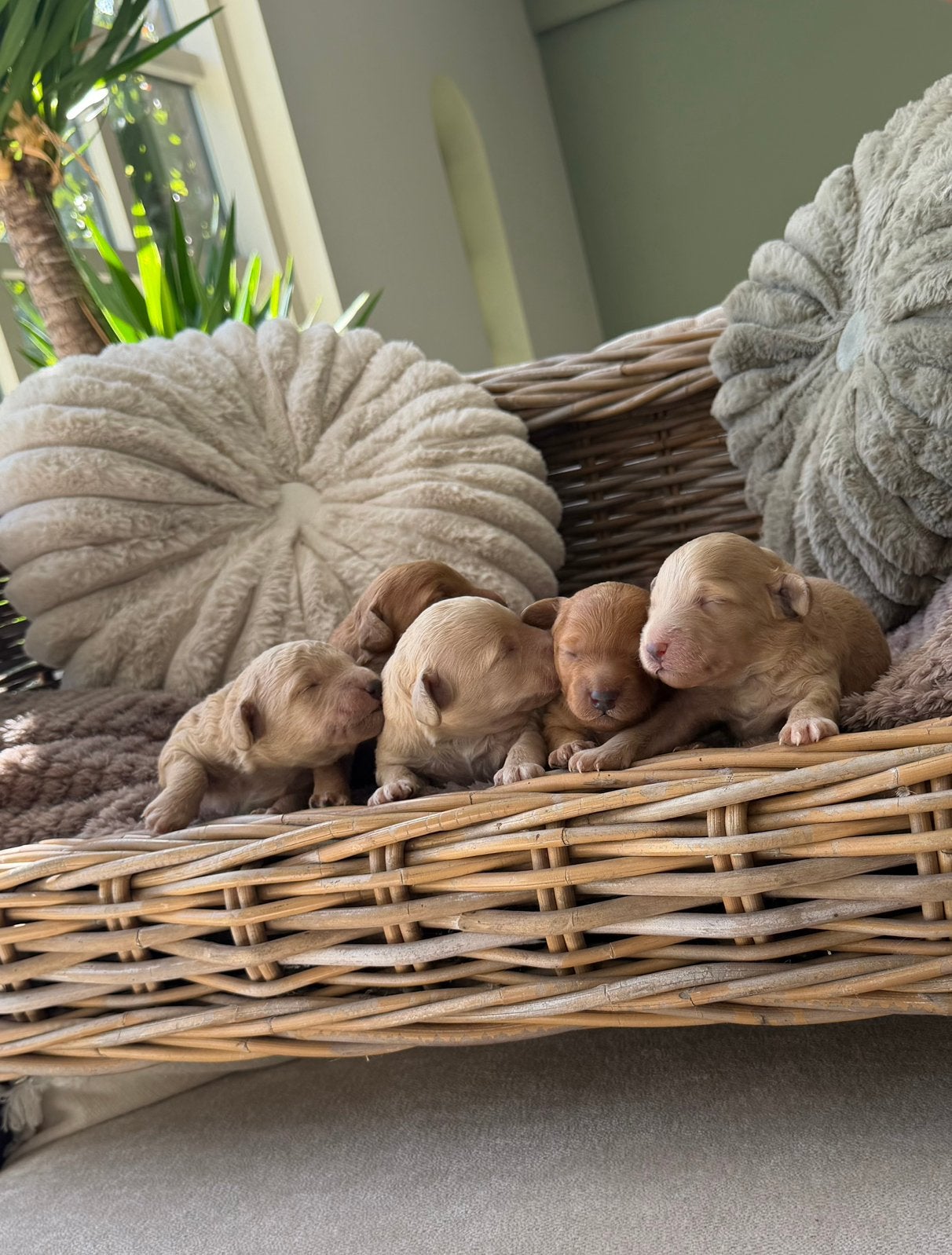 Mini labradoodle puppy’s, Overige rassen, 8 tot 15 weken, Parvo, Meerdere