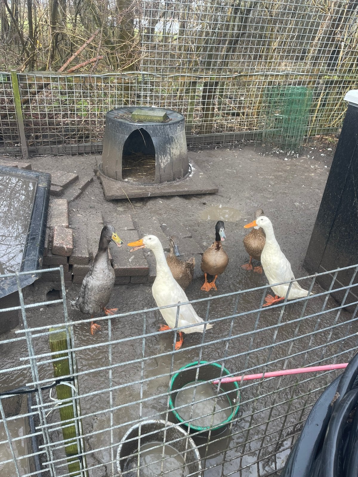 Loopeenden/haki kwaki eenden tekoop, Dieren en Toebehoren, Pluimvee, Eend, Meerdere dieren