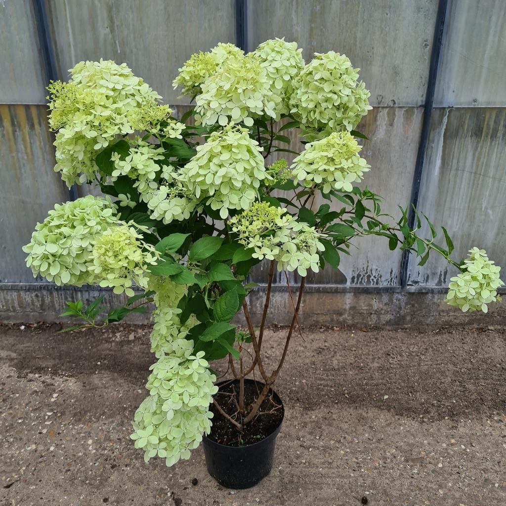 Hortensia Hydrangea LemonLime, Tuin en Terras, Planten | Tuinplanten, Vaste plant, Overige soorten, Halfschaduw, Zomer, Ophalen
