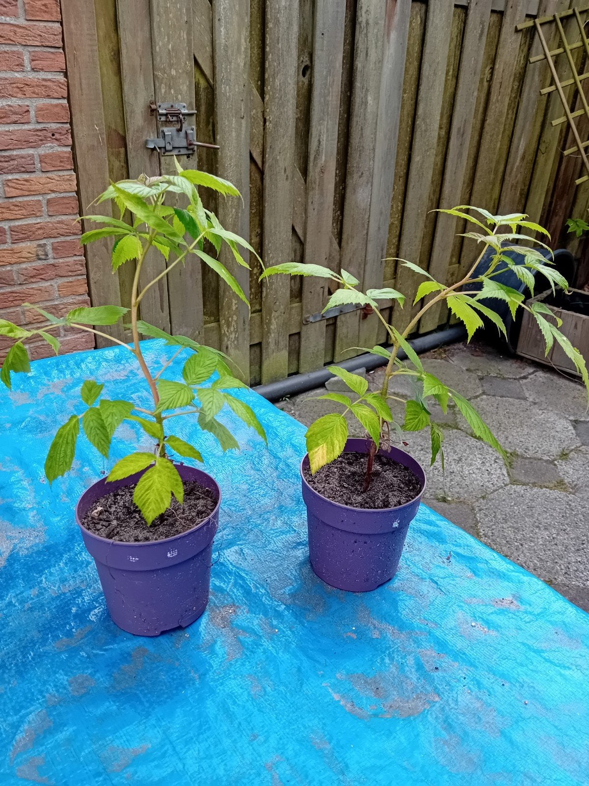 Frambozen plantjes nog 2 stuks, Tuin en Terras, Planten | Tuinplanten, Ophalen