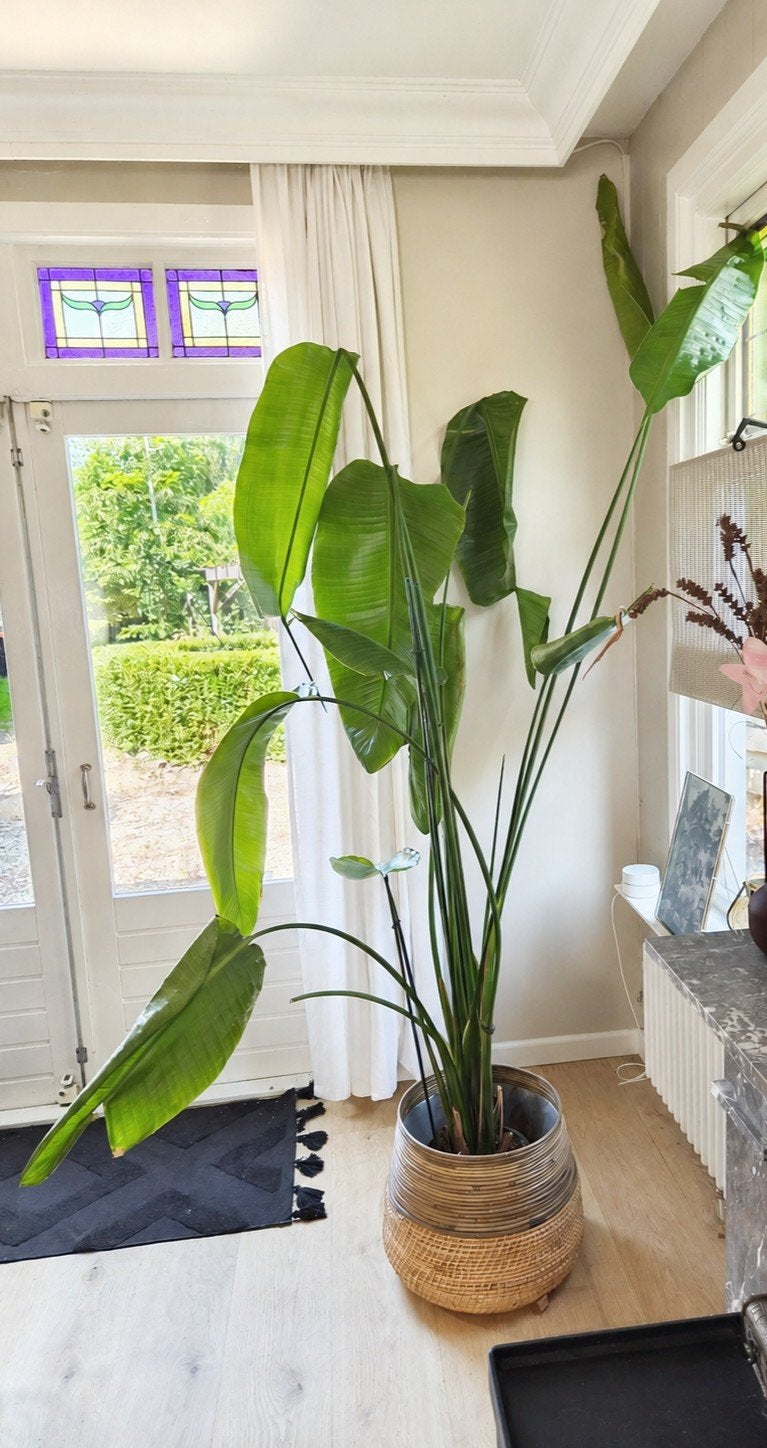 Grote Strelitzia - Paradijsvogelplant (zonder pot), Huis en Inrichting, Kamerplanten, Ophalen, 200 cm of meer, Overige soorten