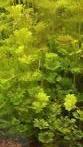Combinatiepakket (6) aquariumplanten met gratis advies, Ophalen of Verzenden, Nieuw, Plant(en), Steen of Hout