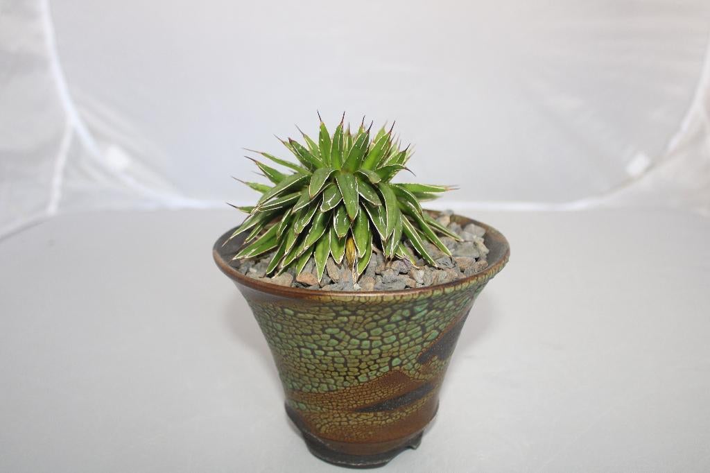 agave vic reg variegated crest, Vetplant, Ophalen of Verzenden, Minder dan 100 cm, Volle zon