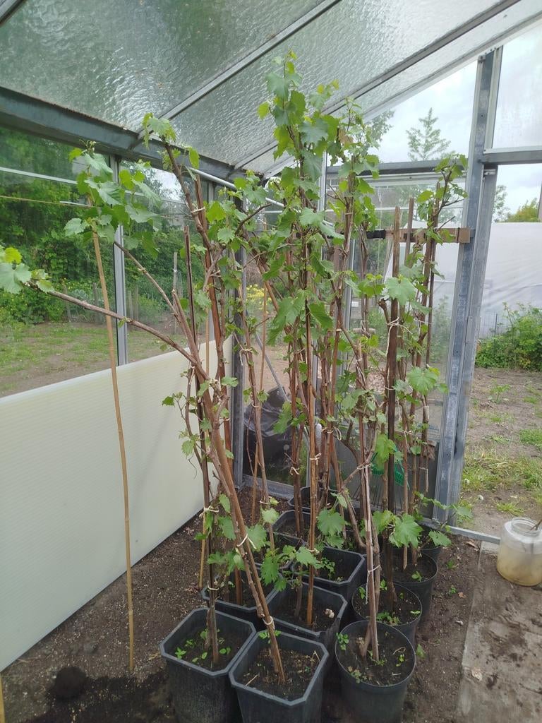Druiven boom, Tuin en Terras, Planten | Bomen, Ophalen of Verzenden, Volle zon, Overige soorten