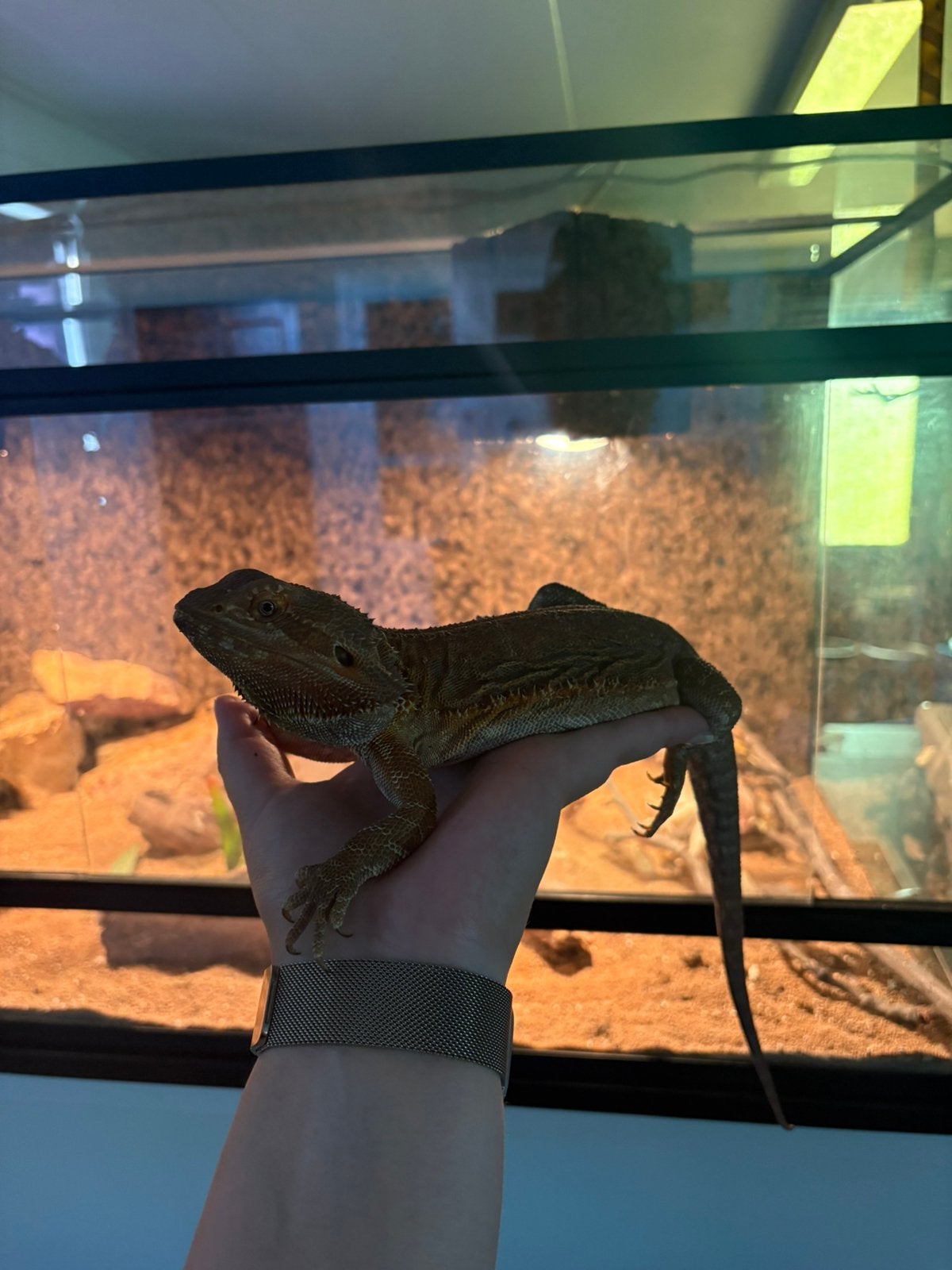 Baardagaam met terrarium en toebehoren Bearded Dragon - female for sale from Francis